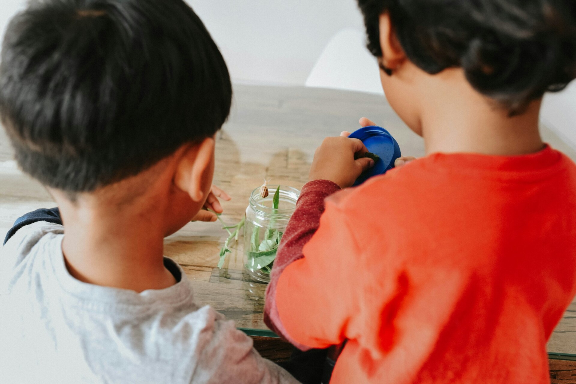Przy stole stoją dwaj mali chłopcy. Manipulują przy słoiku, w którym znajduje się kilka listków jakiejś rośliny.