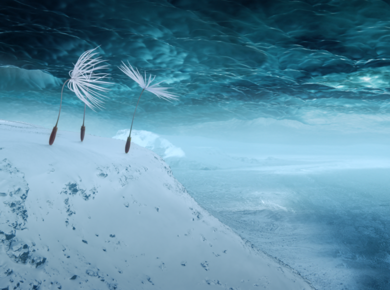 Fotografia surrealistyczna. Trzy wielkie nasiona dmuchawca stoją na szczycie ośnieżonej biało niebieskiej góry. W tle ciemne, niebieskie niebo ze skłębionymi chmurami