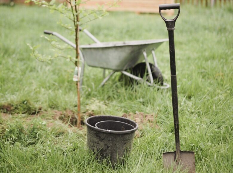 Na zielonej trawie zasadzone młode drzewko. Obok drzewka taczki, wiadro i wbita w ziemię łopata.
