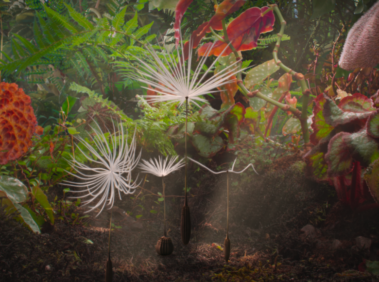 Zbliżenie na kępę różnych, gęsto rosnących roślin liściastych. Wśród nich na środku kilka nasion dmuchawca unoszących się tuż przy ziemi.