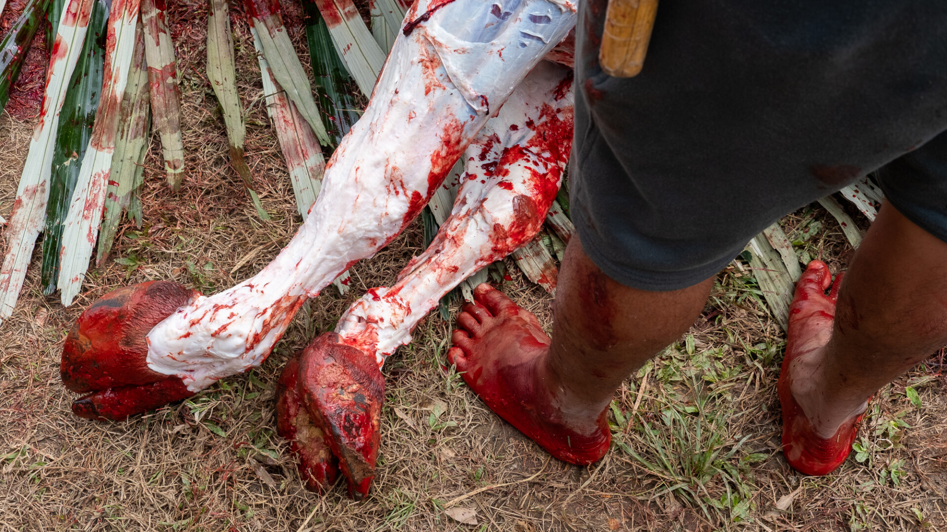 Drastyczna, kolorowa fotografia przedstawia zakrwawione nogi ciemnoskórej osoby orazzakrwawione nogi martwego zwierzęcia, leżące obok nóg tej osoby na trawie.