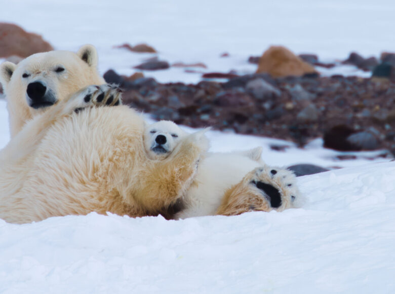 Na białym śniegu leżą przytulone do siebie dwa białe, polarne niedźwiedzie, dorosły i młody.